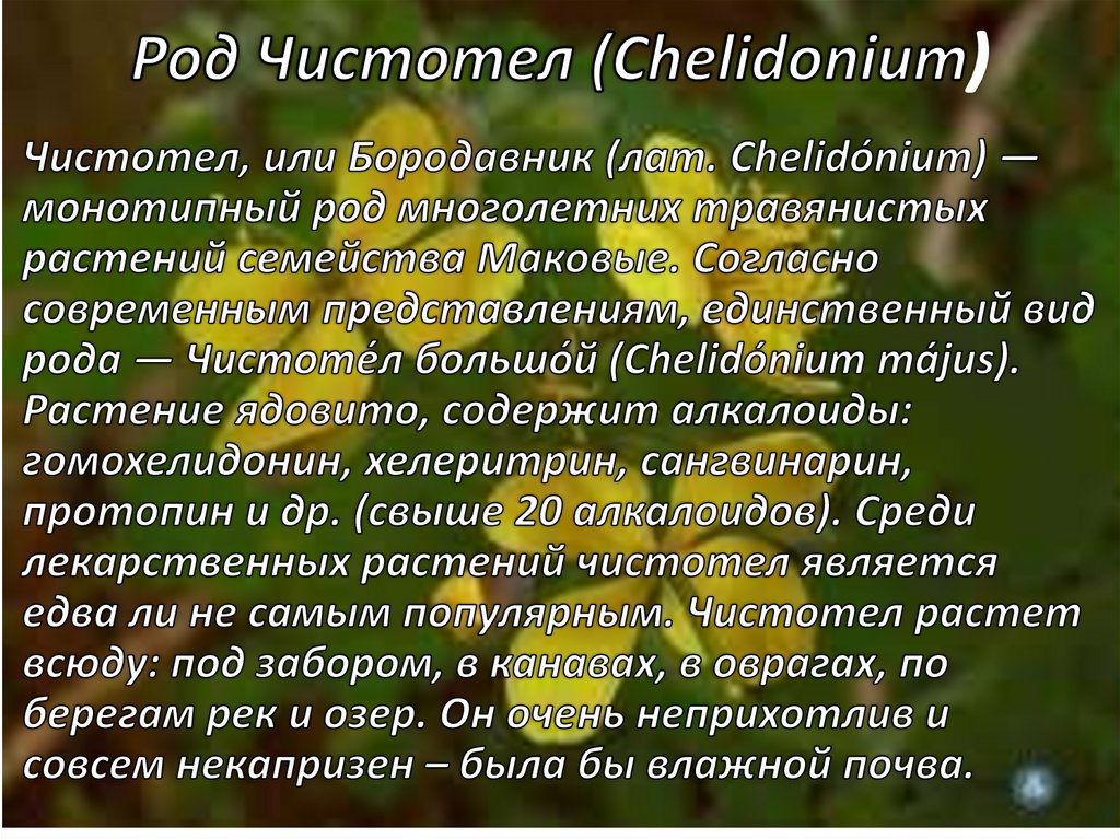 Род Чистотел (Chelidonium)