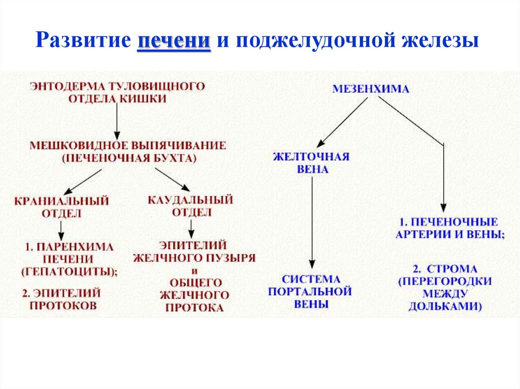 Железы развитие. Источник развития печени. Эмбриональные источники развития печени. Источник развития поджелудочной железы. Источники развития печени гистология.