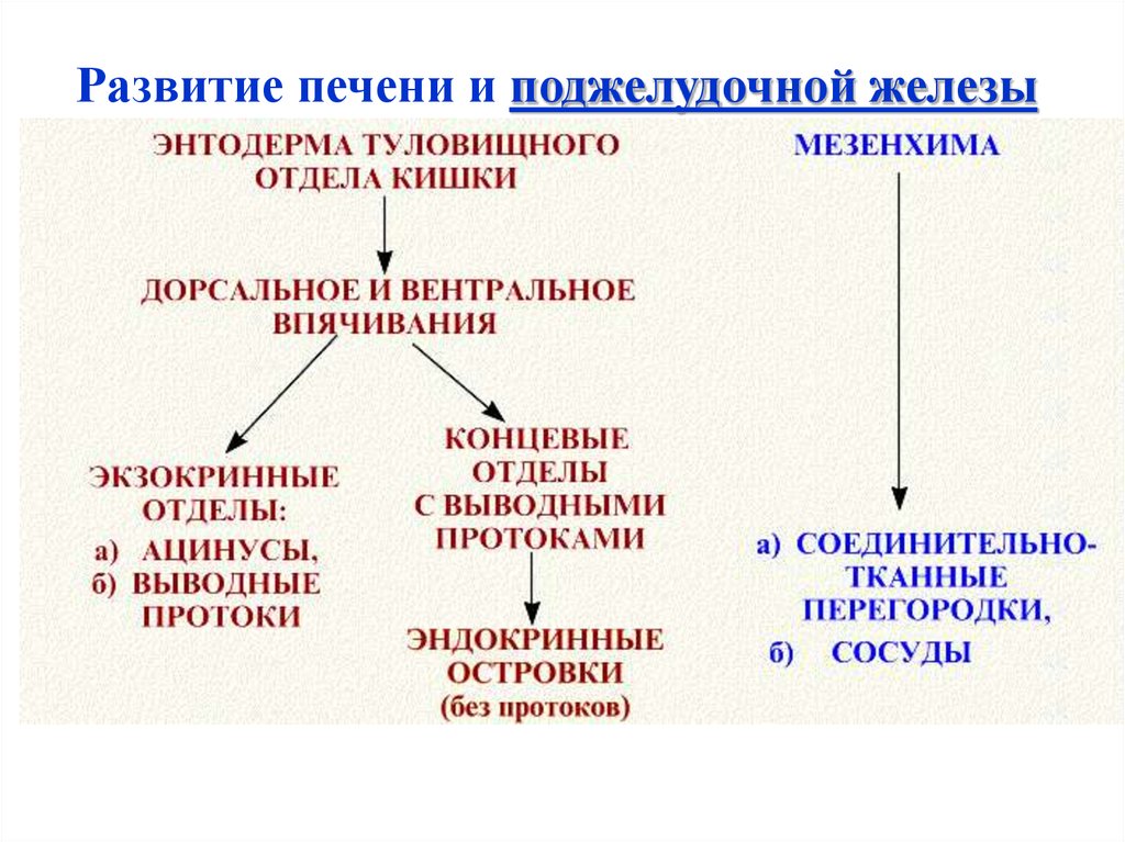 Развитие желез. Источники развития печени гистология. Источник развития поджелудочной железы. Источники развития поджелудочной железы гистология. Гистология печени и поджелудочной железы.