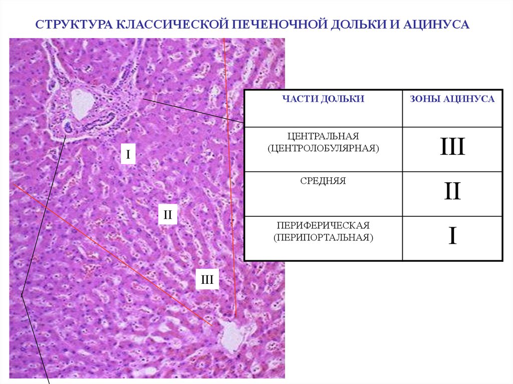 Препарат железа печень. Печеночный ацинус гистология. Структура ацинуса гистология. Ацинус печени гистология. Междольковая Вена печени гистология.