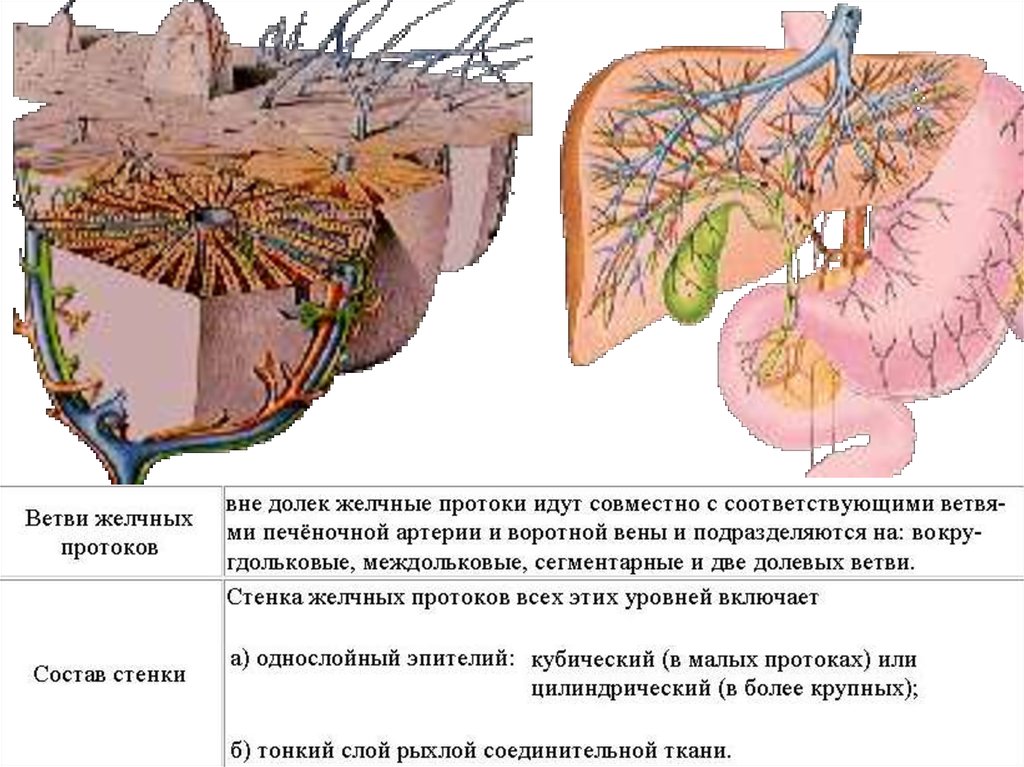 Желчные пути. Желчные протоки гистология. Желчные пути печени гистология. Внутрипеченочные желчные протоки схема. Желчные протоки печени гистология.