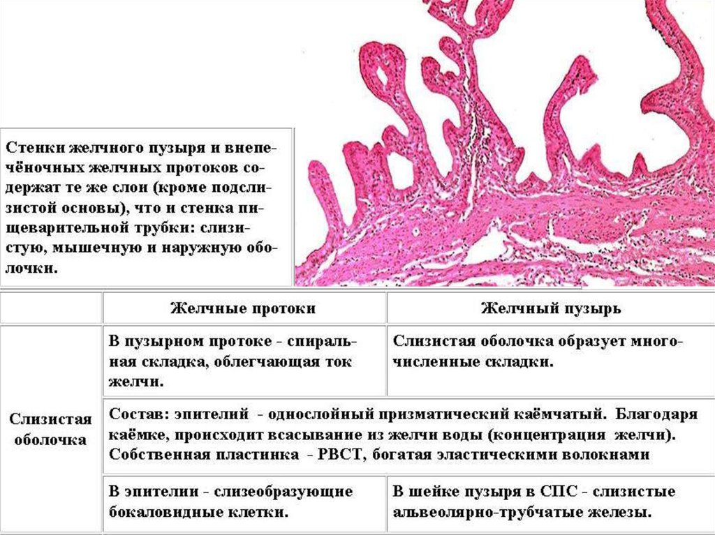 Эпителий печени и поджелудочной железы. Гистологическое строение желчного пузыря. Гистологическое строение общего желчного протока. Желчный пузырь мышечная оболочка гистология. Строение стенки желчного протока.