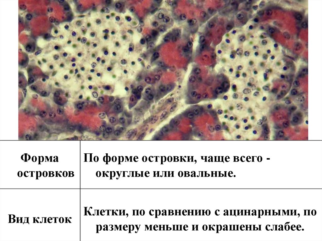 Какие клетки в печени. Овальные клетки печени. Гликоген в клетках печени гистология. Включения гликогена в клетках печени. Печень и поджелудочная железа гистология презентация.