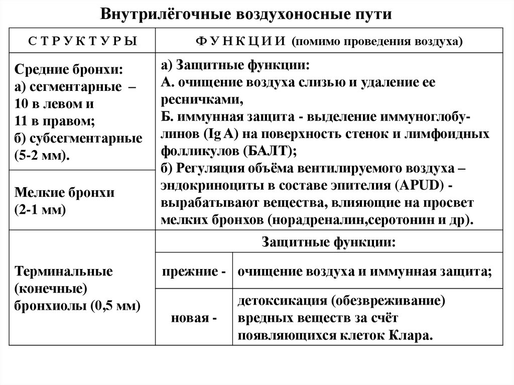 Воздухоносные пути таблица. Строение и функции воздухоносных путей. Внутрилегочные воздухоносные пути. Внутрилегочные воздухоносные пути гистология. Внутрилегочные структуры воздухоносных путей.