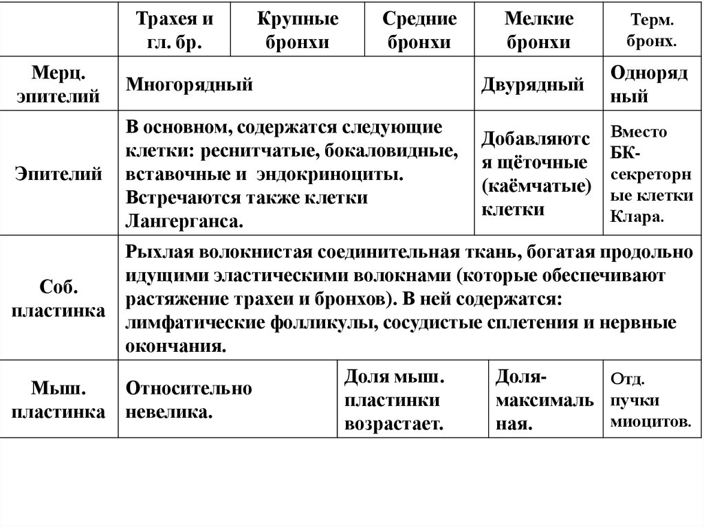 Воздухоносные пути таблица. Таблица по гистологии дыхательная система. Эпителий дыхательных путей таблица. Гистологическое строение воздухоносных путей таблица. Крупные средние и мелкие бронхи.