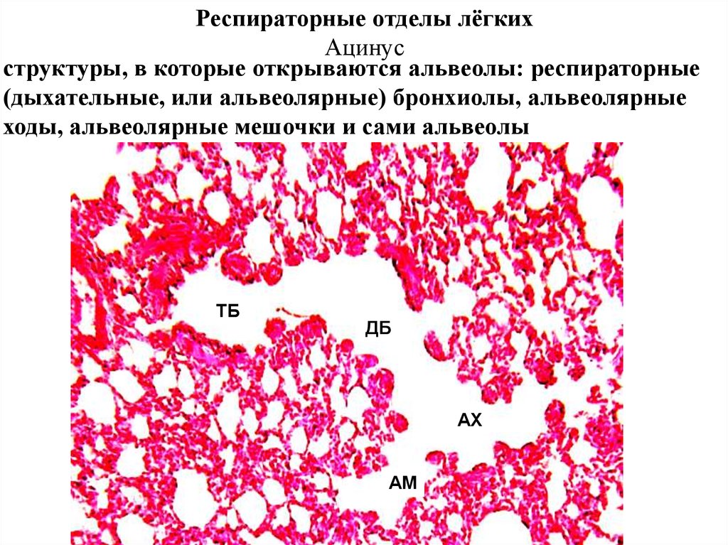 Легкое гистология рисунок