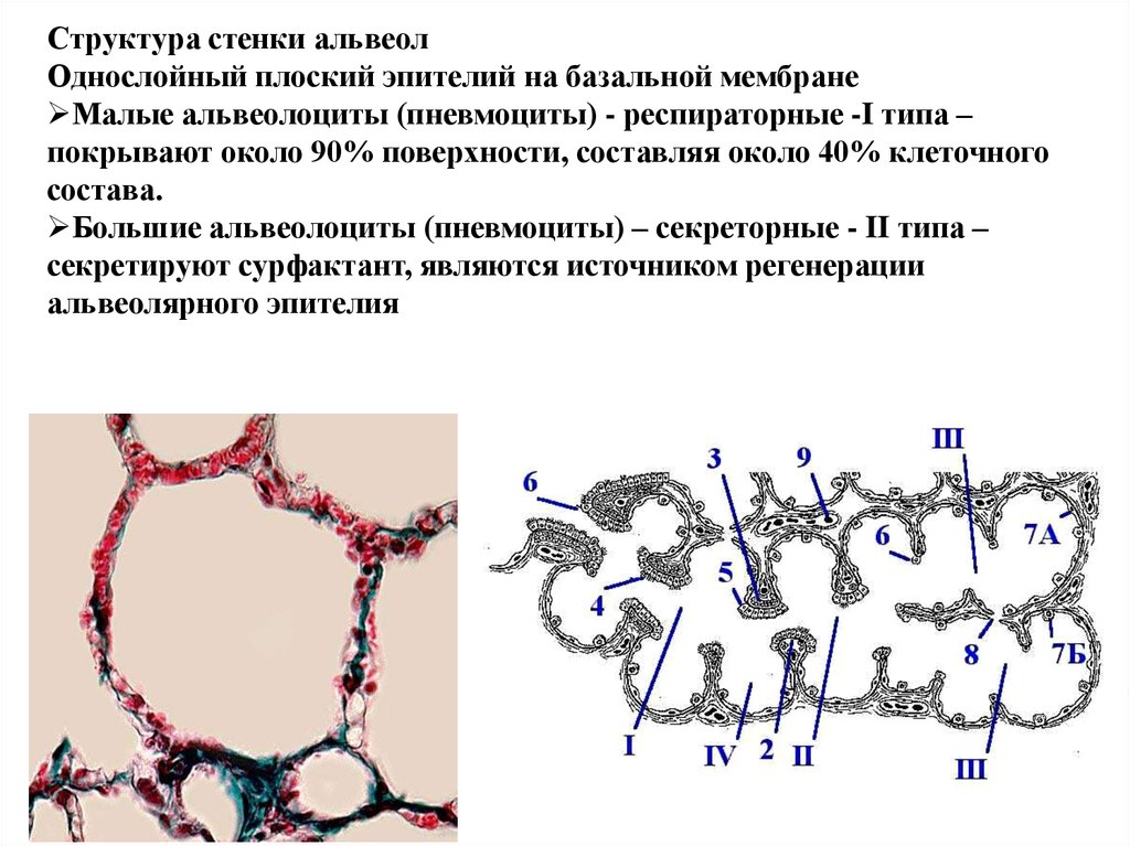 Стенки альвеол. Стенка альвеолы гистология. Строение альвеолы гистология. Пневмоцит 2 типа гистология. Строение стенки легочного пузырька альвеолы.