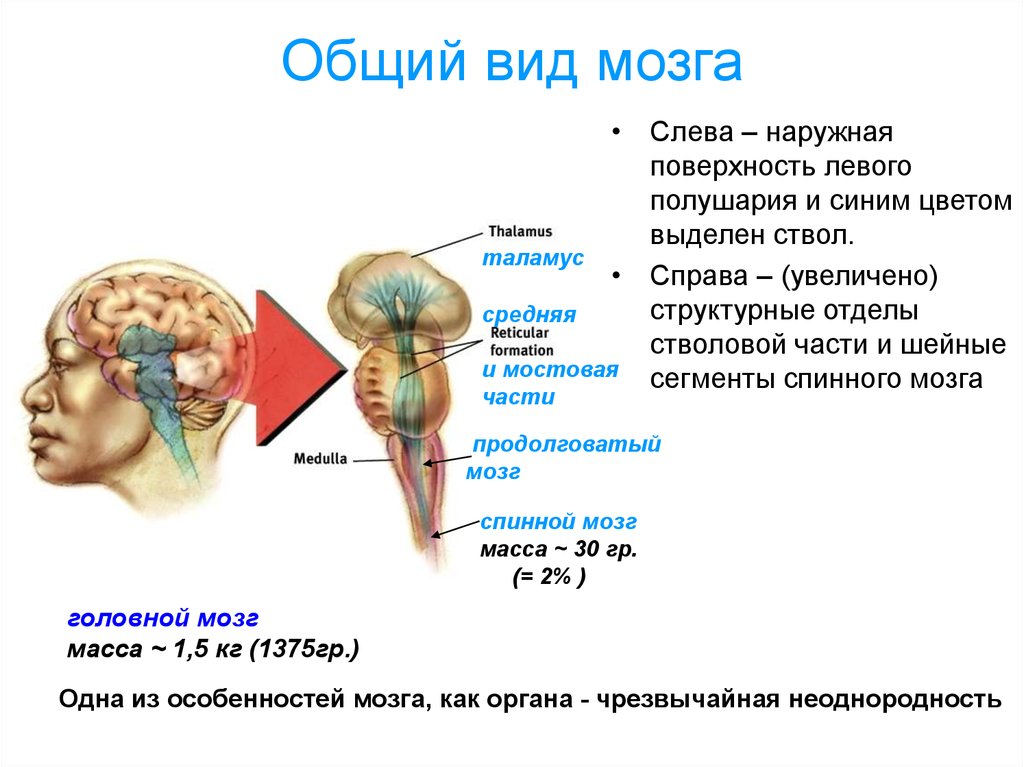 Виды мозга. Общий вид мозга. Опухоль среднего мозга. Отдел мозга слева.