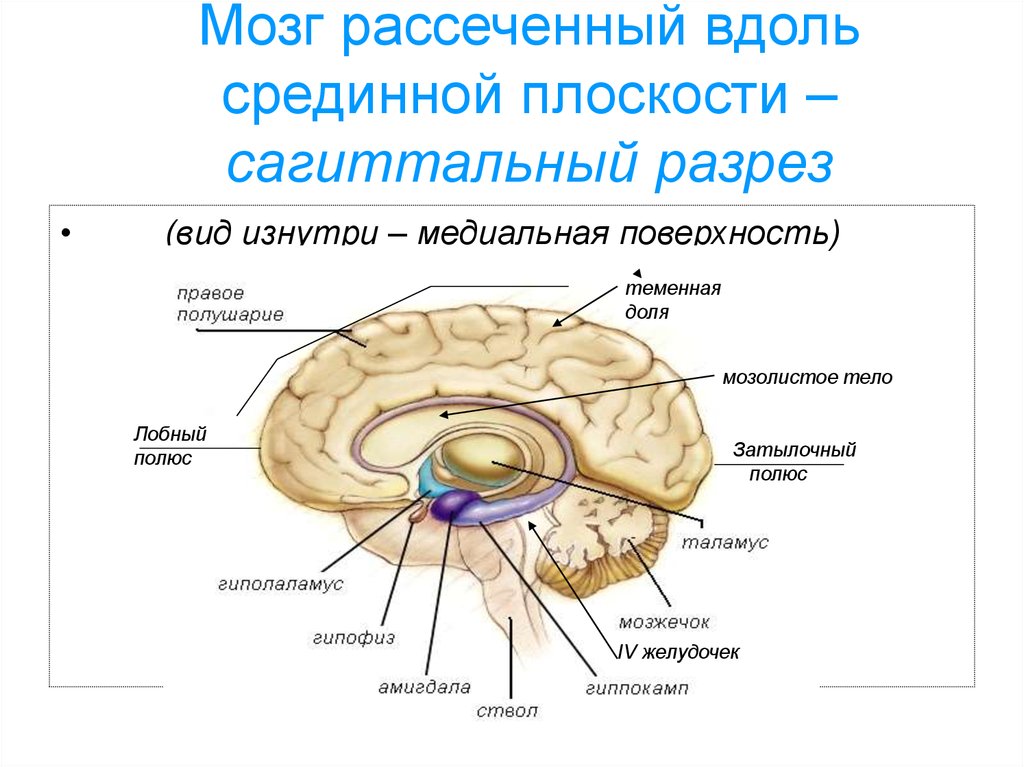 Виды мозга. Сагиттальное сечение мозга. Сагиттальный разрез мозга структуры. 4 Желудочек головного мозга Сагиттальный срез. Головной мозг в разрезе строение анатомия.