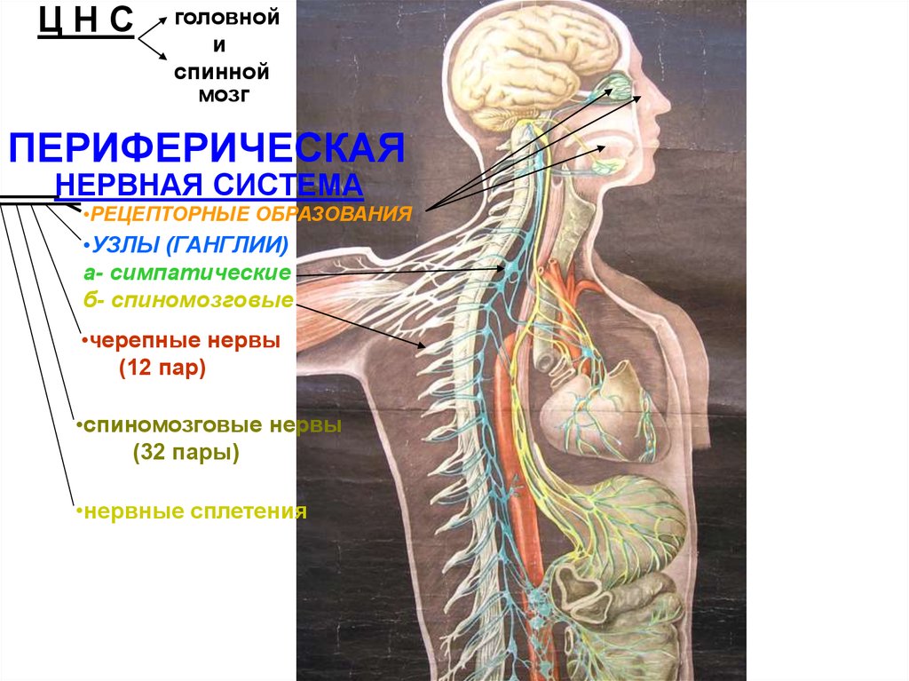 Нервные узлы сплетения. Нервные сплетения человека. Нервные сплетения анатомия человека. Нервные узлы человека. Нервная система головы.