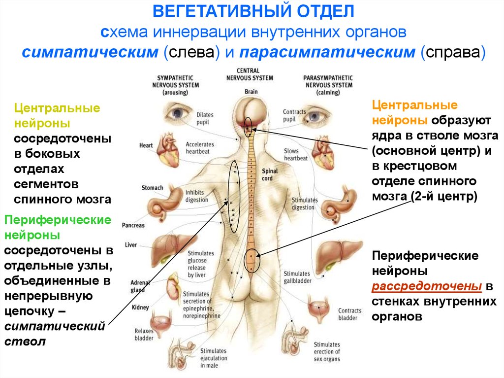 Какие органы входят в нервную систему человека. Вегетативная нервная система схема иннервации органов. Нервная система человека схема симпатическая и парасимпатическая. Вегетативная нервная система схема спинного мозга. Иннервация органов анатомия.
