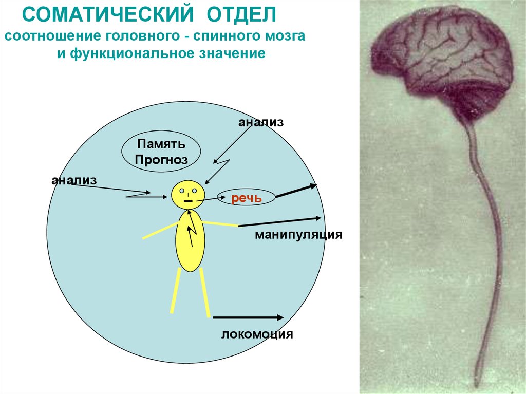 Соматический организм. Соматический отдел спинного мозга. Взаимосвязь спинного и головного мозга. Соматические заболевания нервной системы. Соматический компонент эмоций.