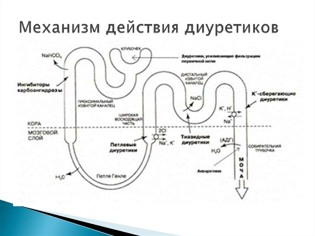 C действия. Механизм действия диуретиков схема. Механизм действия петлевых диуретиков схема. Диуретики схема действия. Схема строения нефрона с точками приложения диуретических средств.