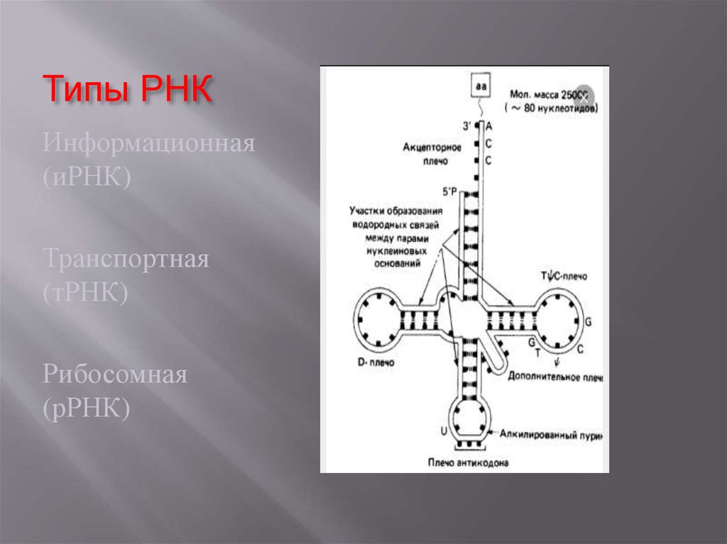 Трнк масса