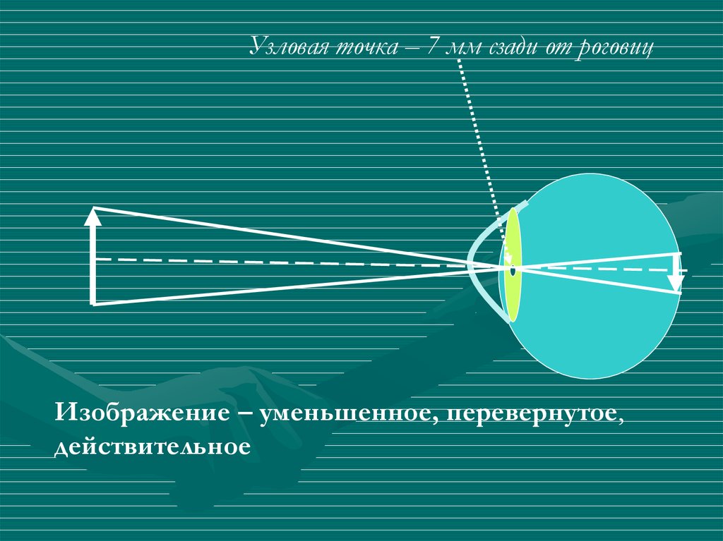 Изображение на сетчатке глаза действительное уменьшенное перевернутое