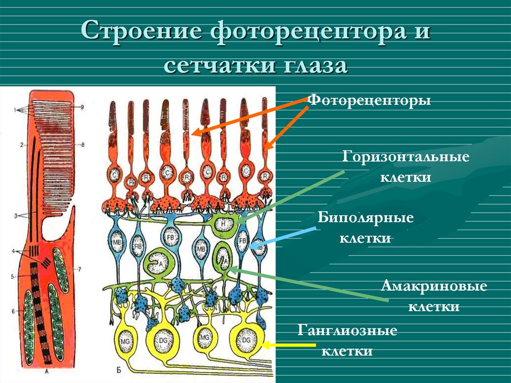 Функции сетчатки. Строение фоторецепторных клеток сетчатки. Строение фоторецепторной клетки. Строение сетчатки амакриновые клетки. Гистология фоторецепторов сетчатки.