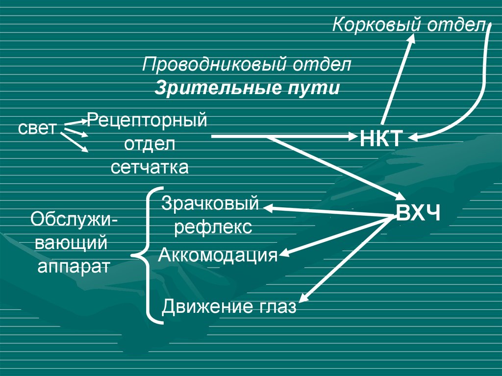 Блок схема зрительной сенсорной системы