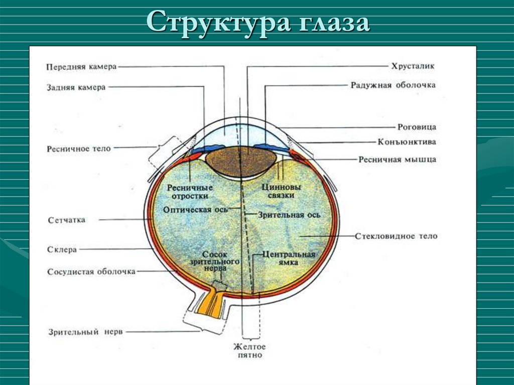 Функции передней камеры глаза. Зрительный анализатор анатомия глаза. Схема строения зрительного анализатора. Анатомические структуры зрительного анализатора. Схема строения глазного анализатора.