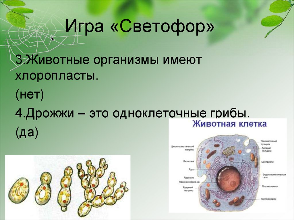 В каких биотехнологиях используют одноклеточные грибы. Клетка гриба. Грибы хлоропласты. Хлоропласты у грибов.