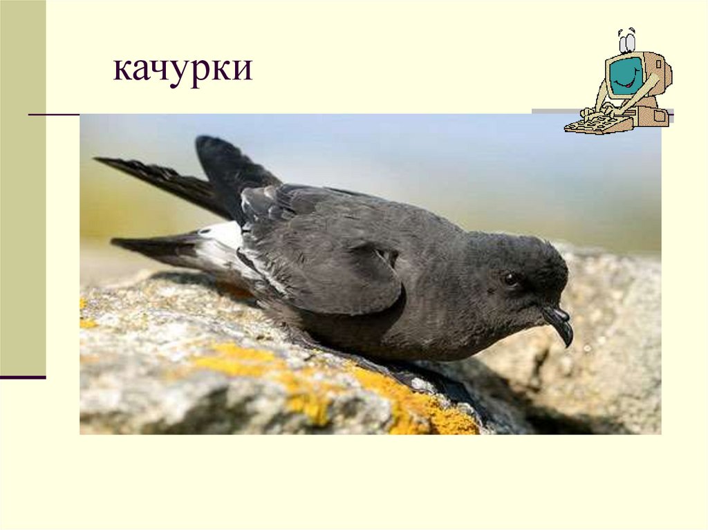 Прямохвостая качурка (Hydrobates pelagicus)