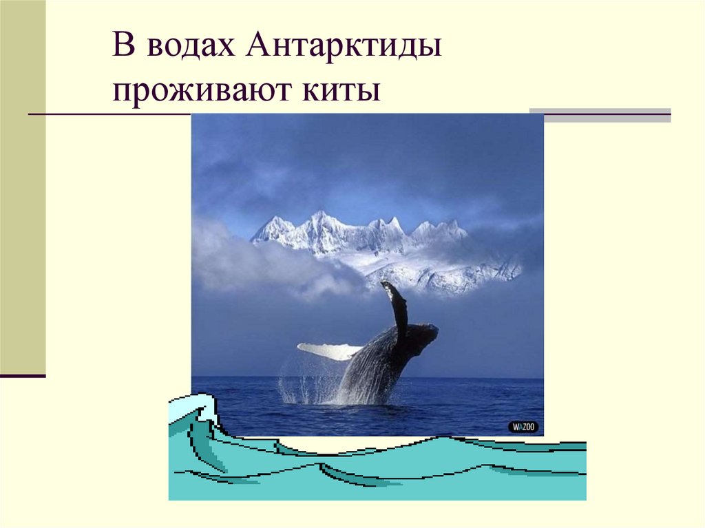 Где живет кит русский язык 1 класс. Природа Антарктиды презентация. Где живут киты на карте. Сообщение природа Антарктиды млн лет назад 7 класс.