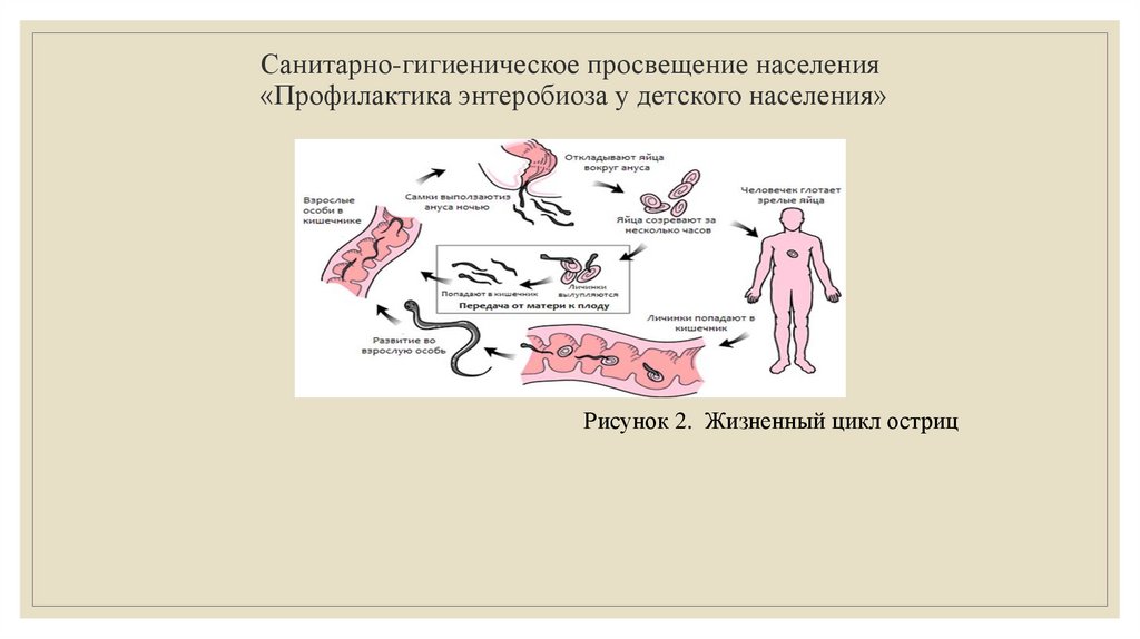 Энтеробиоз пути заражения