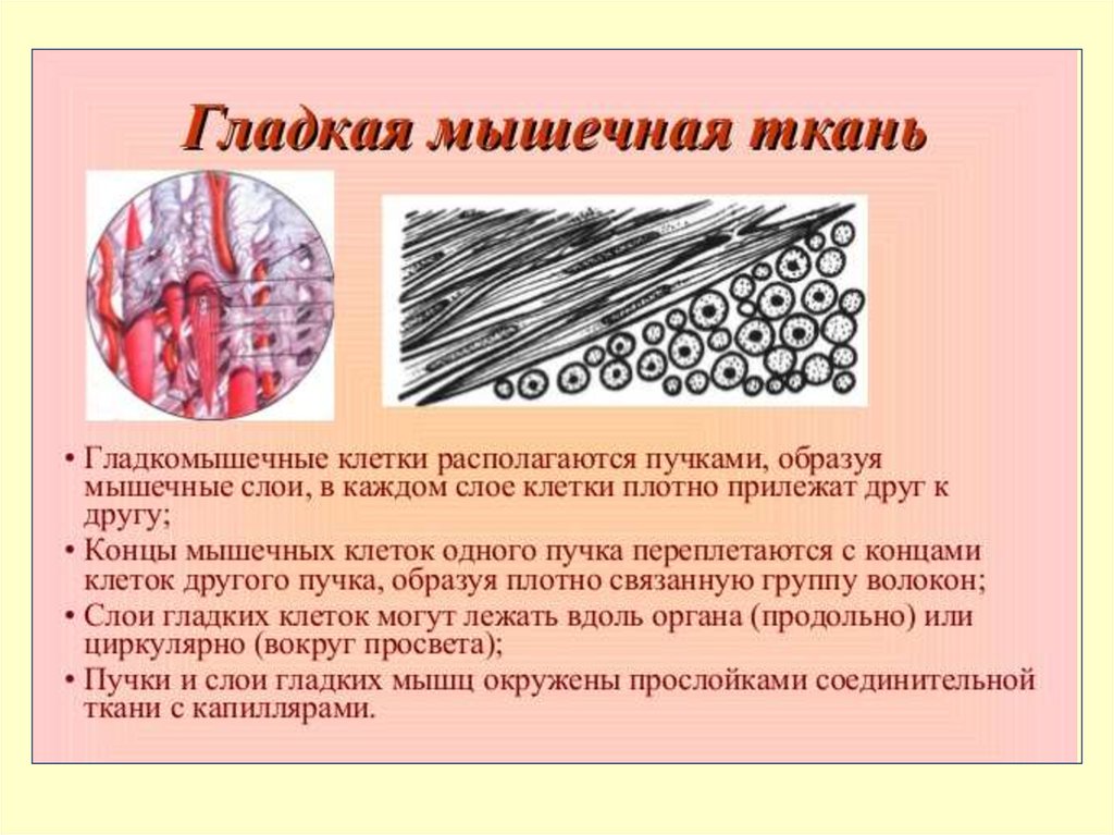 1 образована тканью. Гладкая мышечная ткань Электронограмма. Гладкомышечная ткань. Клетки гладкой мышечной ткани. Строение гладкомышечной ткани.