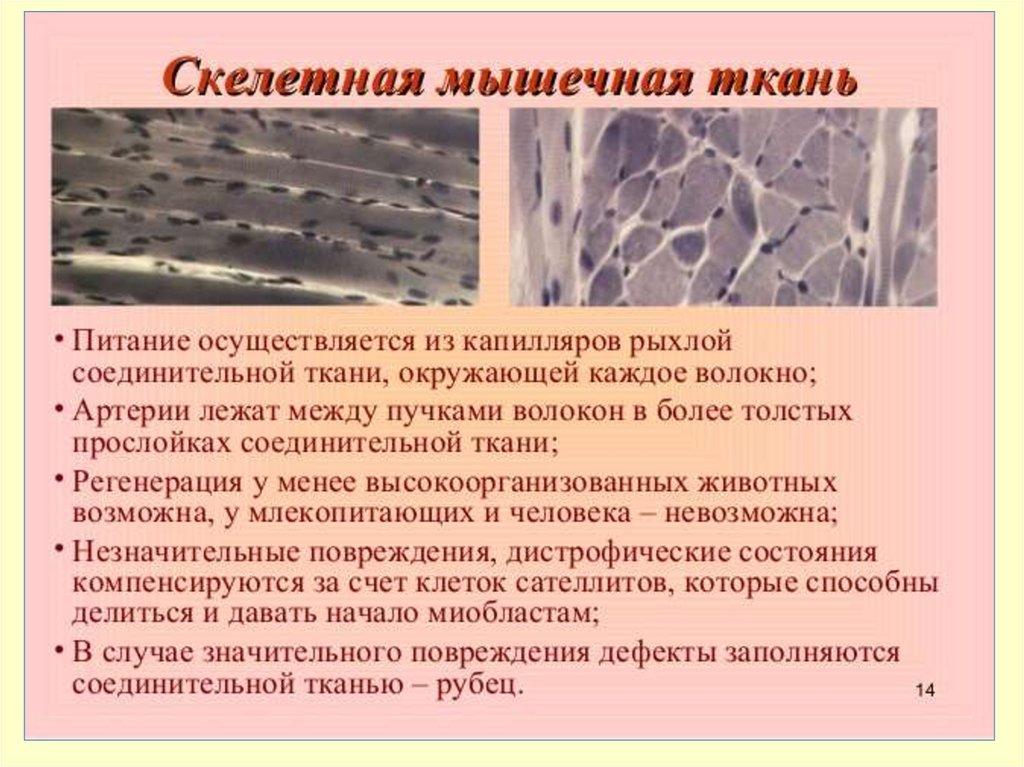 В скелетной мышечной ткани клетки какие. Регенерация поперечно-полосатой мышечной ткани гистология. Особенности ткани Скелетная мышечная ткань. Особенности строения скелетной мышечной ткани. Регенерация соединительной ткани.