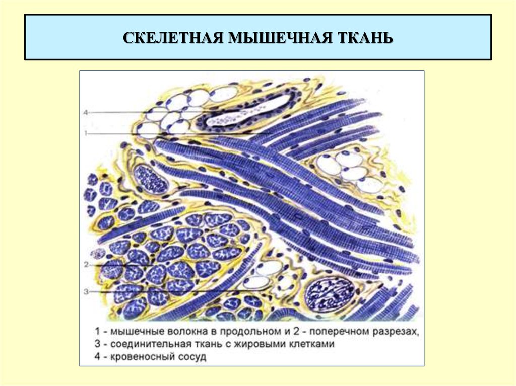 Продольные мышцы. Продольный разрез мышечного волокна. Поперечный разрез мышечного волокна. Мышечные волокна пиявки в поперечном разрезе. Поперечно полосатая мышечная ткань продольный разрез.