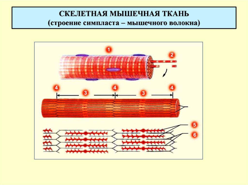 Строение скелетного мышечного волокна. Схема строения поперечно-полосатого мышечного волокна. Строение мышечного волокна волокно скелетной мышечной ткани. Строение мышечного волокна секретной мышечной ткани. Скелетное мышечное волокно строение.