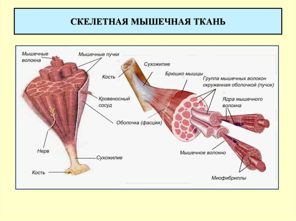 Сухожилия образованные из ткани. Строение мышц 8 класс биология. Составные части мышечного волокна. Структура ткани скелетной мышцы. Макро и микроскопическое строение скелетных мышц.