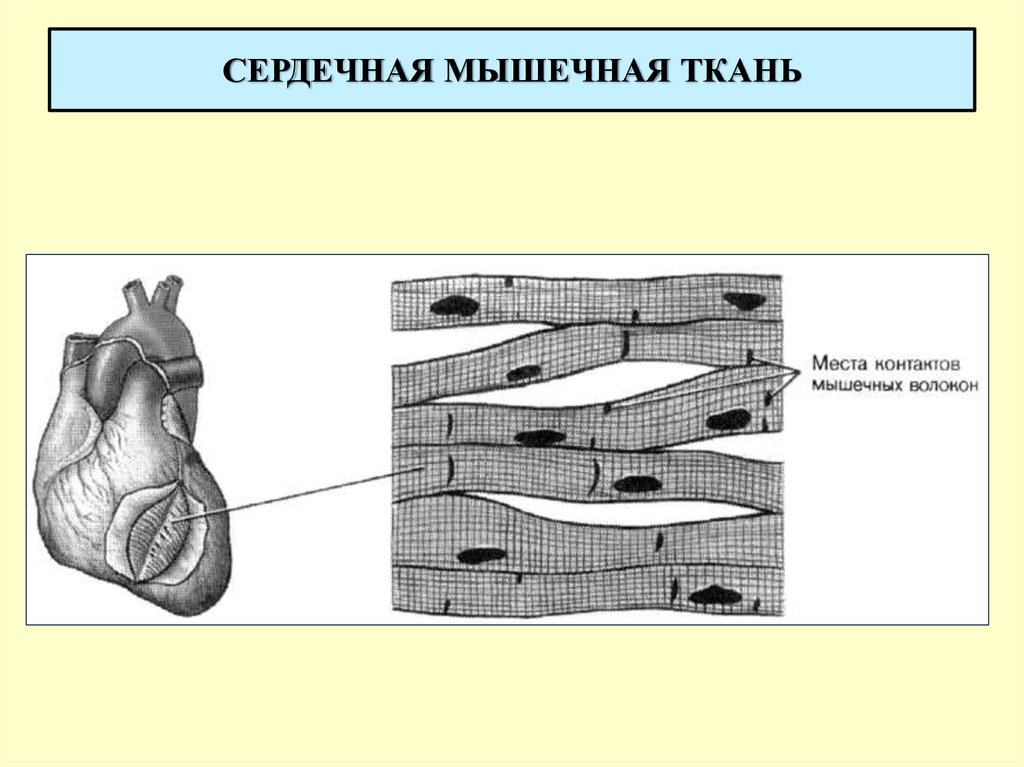 Изображение поперечно полосатой мышечной ткани. Схема строения сердечной мышечной ткани. Поперечно-полосатая сердечная мышечная ткань. Сердечная поперечно-полосатая мышечная строение. Поперечно полосатая сердечная мышечная ткань схема.