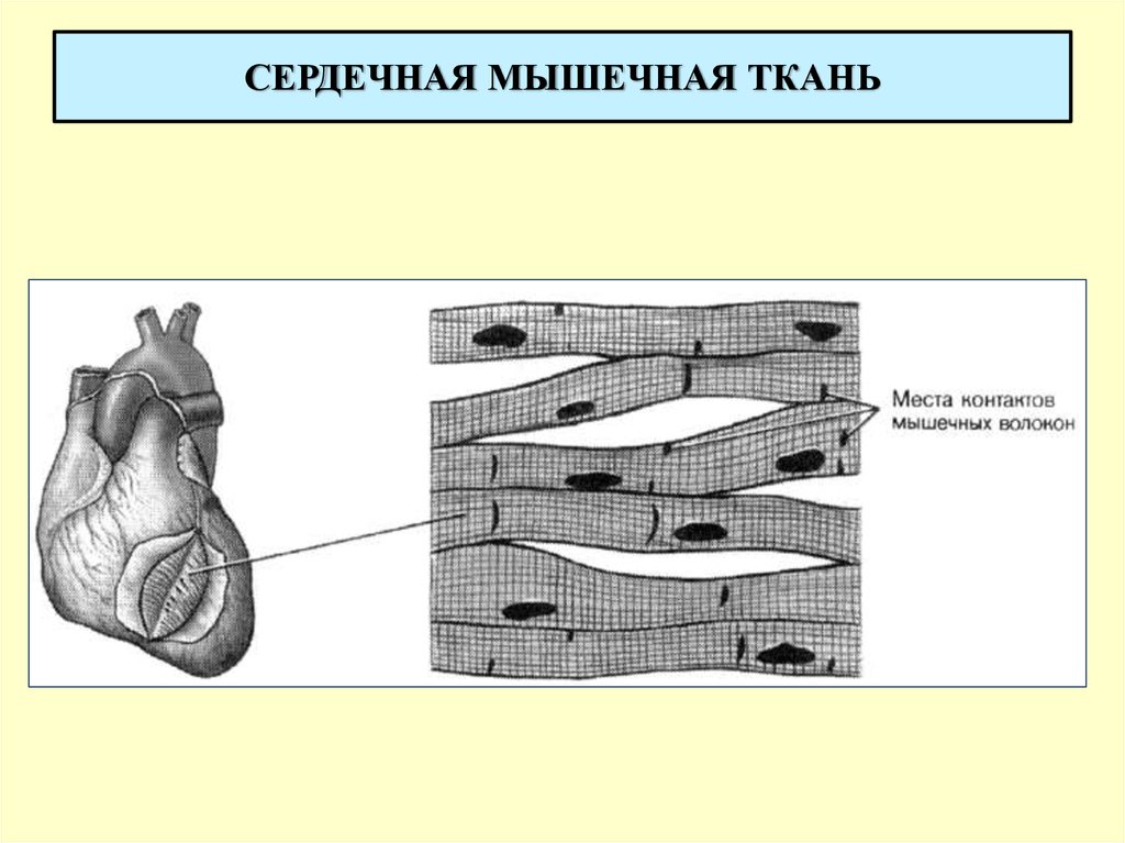 Сердечная мышечная ткань рисунок