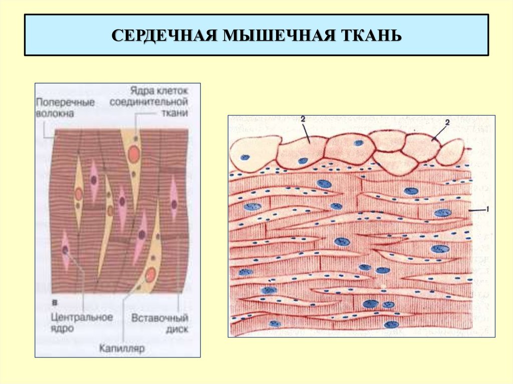 В поперечнополосатой мышечной ткани клетки какие. Схема строения сердечной мышечной ткани. Кардиомиоциты строение гистология. Сердечная поперечнополосатая мышечная ткань строение. Строение поперечно полосатой сердечной ткани.