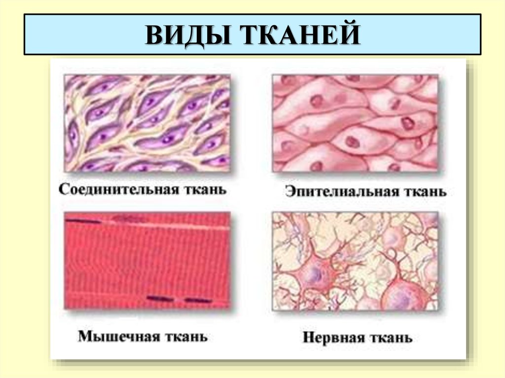 Названия тканей человека. Основные типы тканей анатомия.