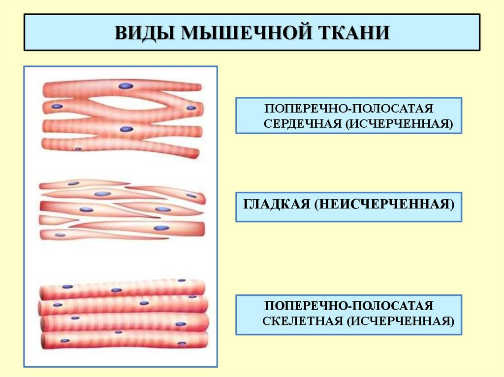 Какая особенность строения клеток скелетной поперечнополосатой