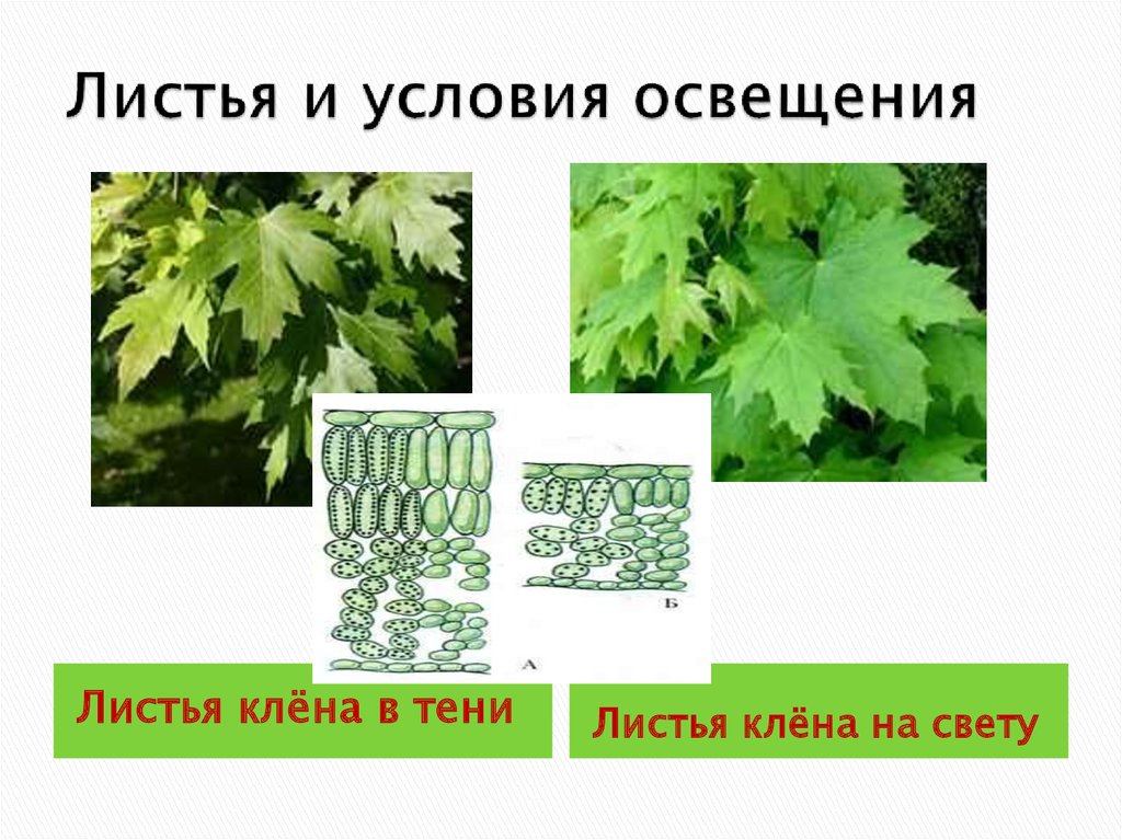 На рисунке изображены световой и теневой листья укажите их какие особенности строения характерны для