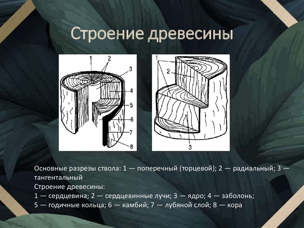 2 радиальная. Тангентальный и радиальный торцевой торцевой. Тангентальные стенки.