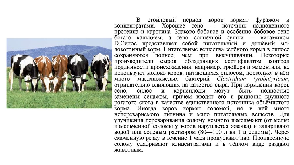 Корова доклад 3 класс окружающий. Корова для презентации. Сообщение о домашних сельскохозяйственных животных. Стойловый период коров это. Краткое сообщение о корове.