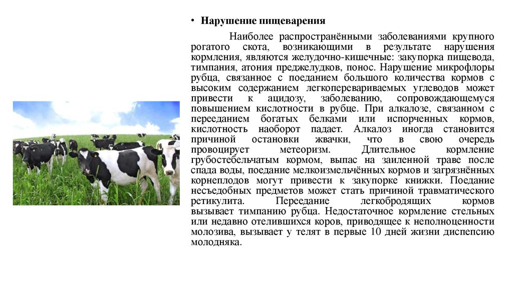 Правила содержания крупного рогатого. Отравление крупного рогатого скота. Роль крупного рогатого скота в животноводстве. Отравление животных КРС.