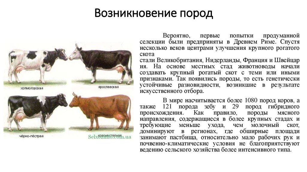 Происхождение породы животного. Селекция крупного рогатого скота. Селекция КРС. Селекции крупно рогатого скота. Крупный рогатый скот специализированных мясных пород.