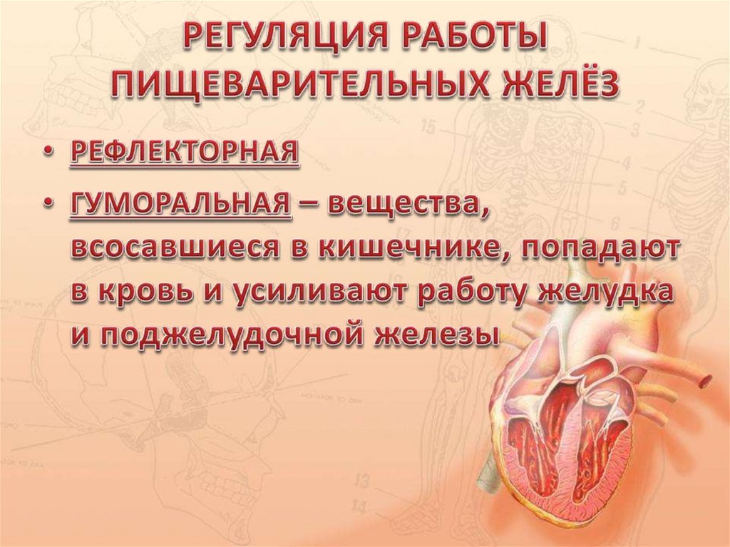 Регуляция пищеварения гигиена питания презентация 8 класс