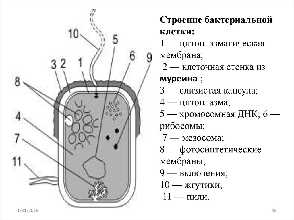 Прокариот схема. Схема строения бактериальной клетки. Рис. 2.2. Строение бактериальной клетки. Схема строения бактериальной клетки биология. Схема строения бактериальной клетки рисунок.