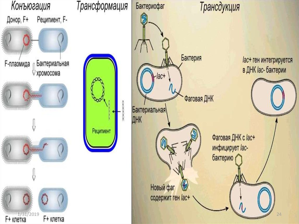 1 донор 2 реципиента. Трансформация конъюгация трансдукция микроорганизмов. Трансформация и трансдукция у бактерий. Трансдукция (генетика). Трансформация трансдукция конъюгация у бактерий.