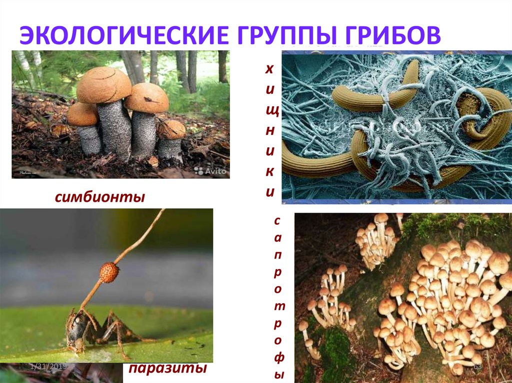 Грибы сапротрофы это. Экологические группы грибов. Экологические связи в сообществе грибов. Грибы симбионты группа паразитов.