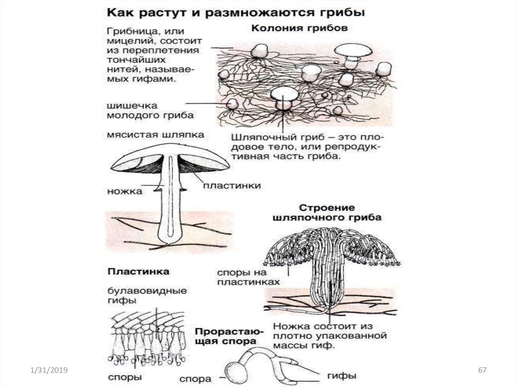 Огэ биология бактерии. Царство грибы строение. Царство грибов строение грибов. Строение гриба таблица. Строение гриба ЕГЭ биология.