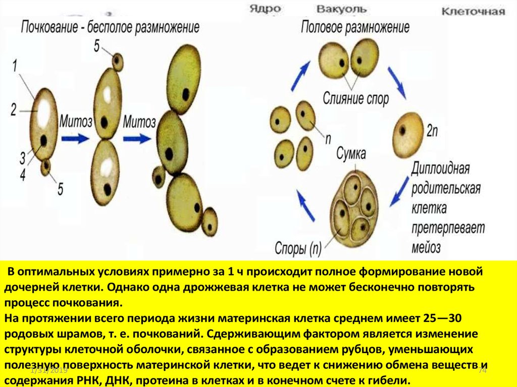 Бесполое полое. Главный клеточный механизм бесполого размножения. Клеточный механизм бесполого и полового размножения. Размножение клеток. Клеточный механизм полового размножения.