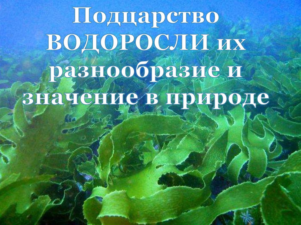 Презентация водоросли их разнообразие и значение в природе