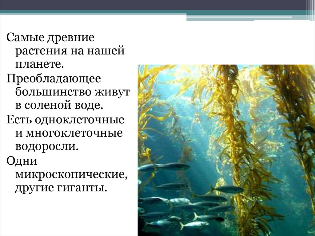 Водоросли их разнообразие и значение в природе