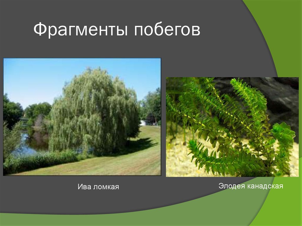 Фрагменты побегов